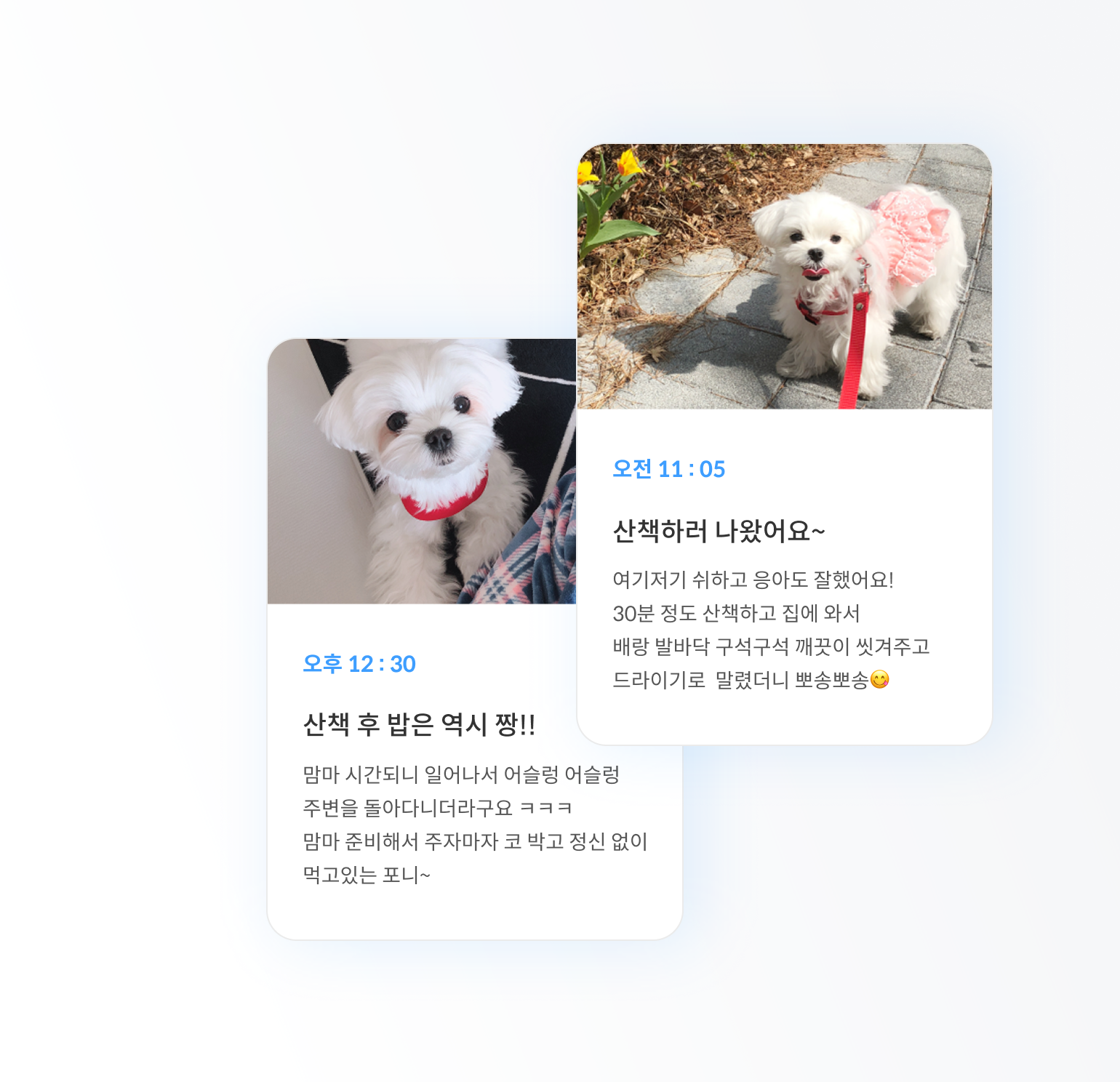 펫플래닛 라이브 돌봄 일지